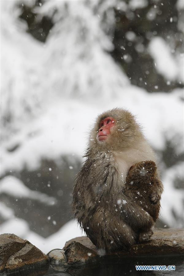 JAPAN-NAGANO-SNOW MONKEY-HOT SPRING