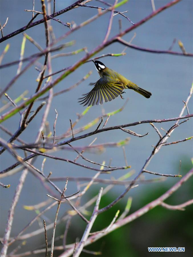 CHINA-FUJIAN-FUZHOU-WARM WEATHER-BIRDS (CN)