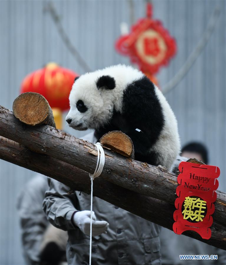 CHINA-SICHUAN-WOLONG-PANDA (CN)
