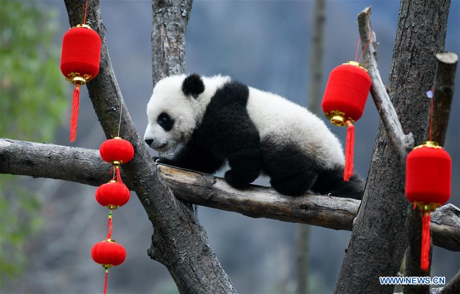 CHINA-SICHUAN-WOLONG-PANDA (CN)