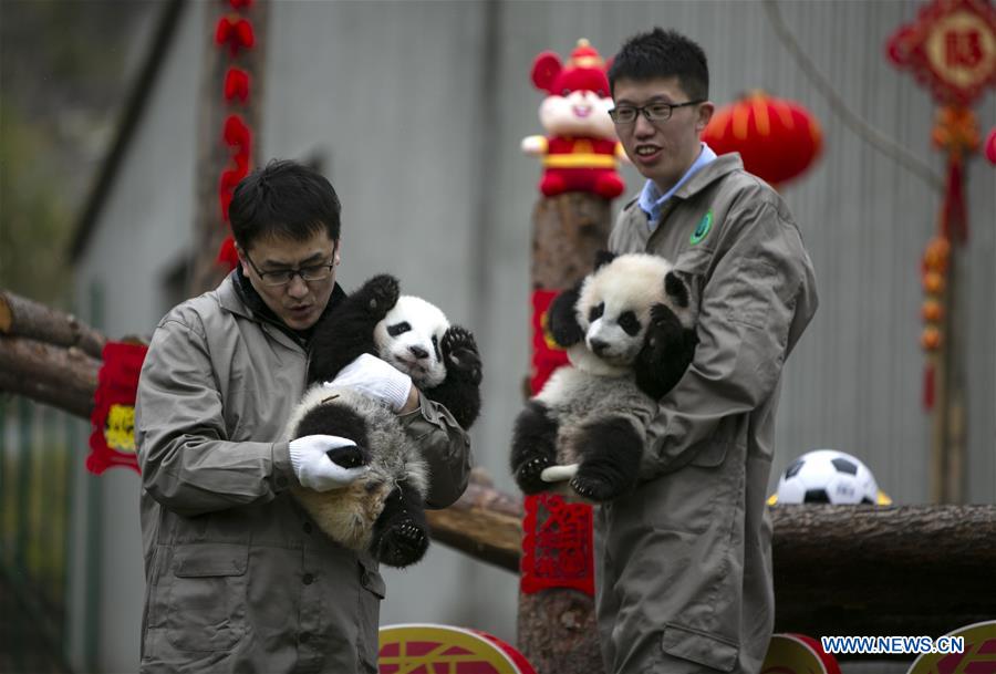 CHINA-SICHUAN-WOLONG-PANDA (CN)