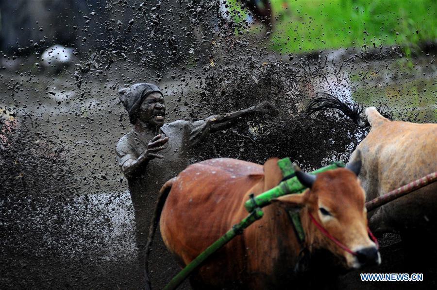 INDONESIA-WEST SUMATERA-PACU JAWI COW RACE
