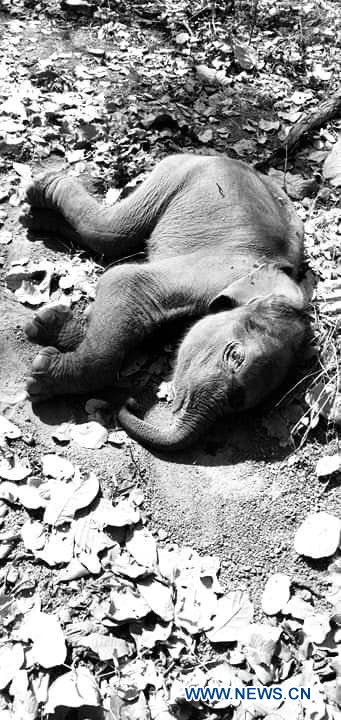CAMBODIA-MONDULKIRI-ELEPHANT CALF-DEATH