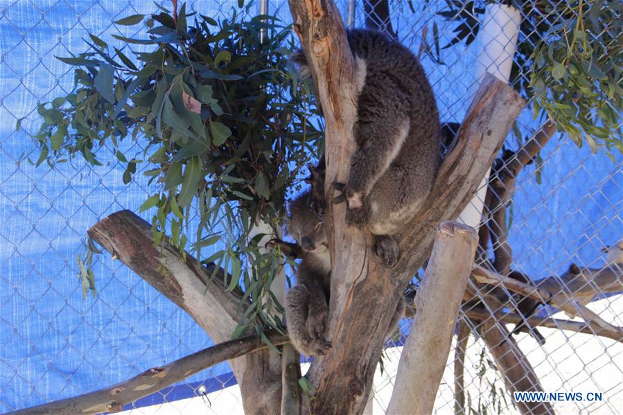 AUSTRALIA-ADELAIDE-KOALA RESCUE