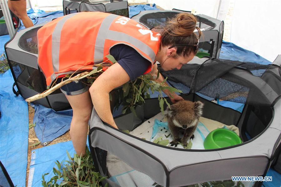 AUSTRALIA-ADELAIDE-KOALA RESCUE