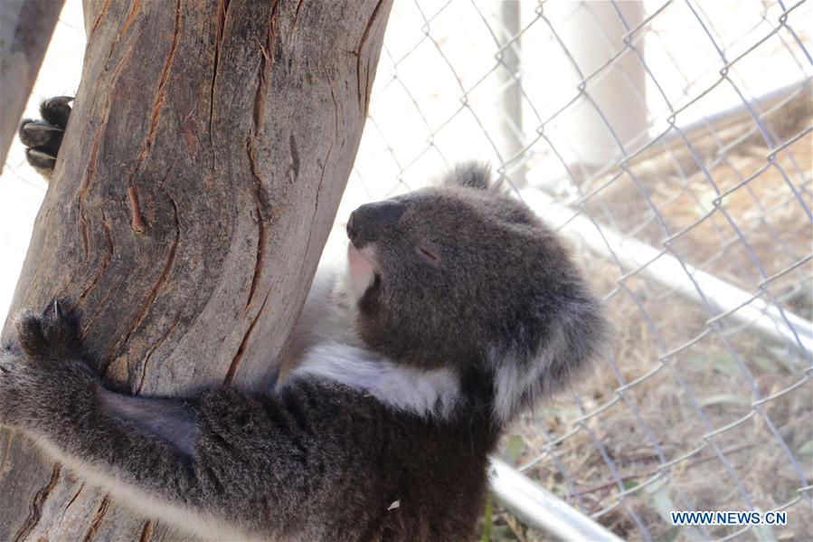 AUSTRALIA-ADELAIDE-KOALA RESCUE
