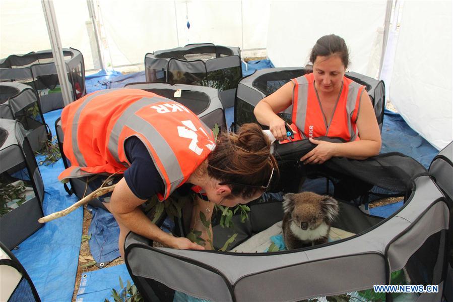 AUSTRALIA-ADELAIDE-KOALA RESCUE