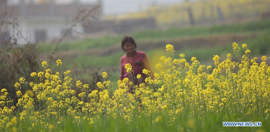 NEPAL-BHAKTAPUR-COLE FLOWERS FIELD
