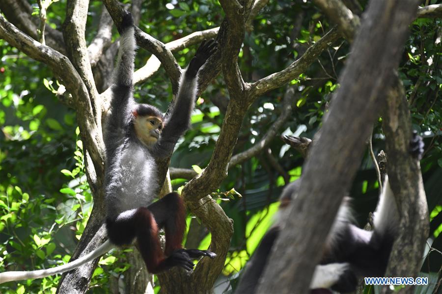 SINGAPORE-ZOO-ANIMAL CUBS