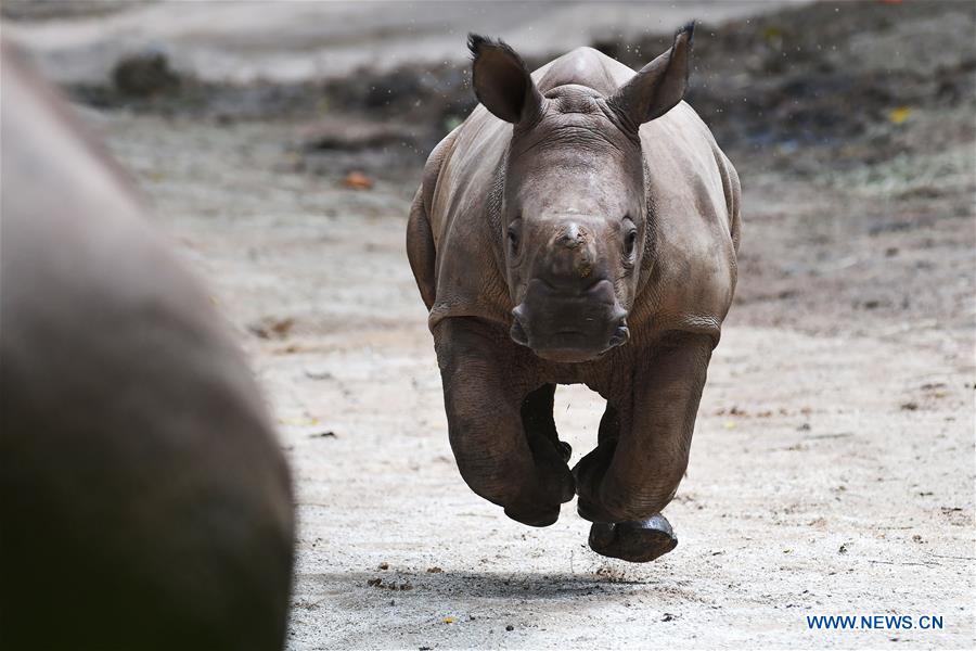 SINGAPORE-ZOO-ANIMAL CUBS
