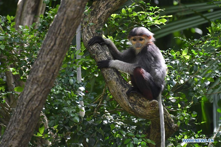 SINGAPORE-ZOO-ANIMAL CUBS