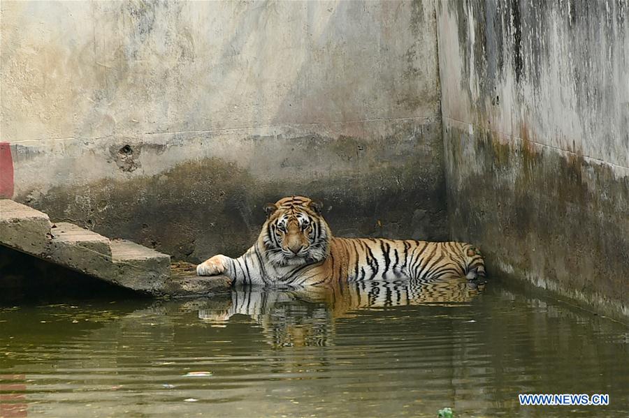BANGLADESH-DHAKA-ZOO