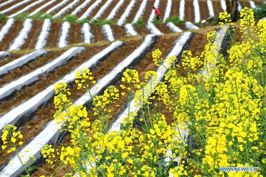 #CHINA-AGRICULTURE-FARM WORK (CN)