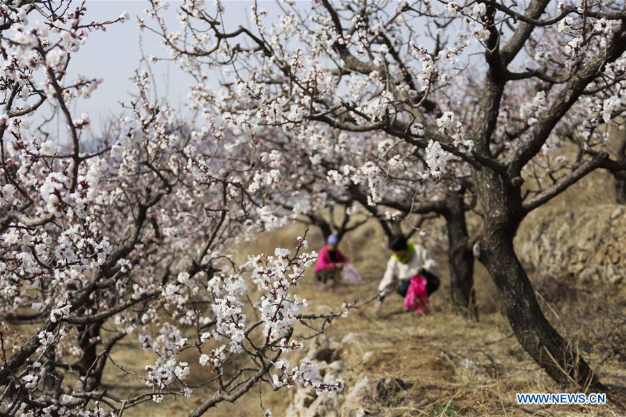 #CHINA-AGRICULTURE-FARM WORK (CN)