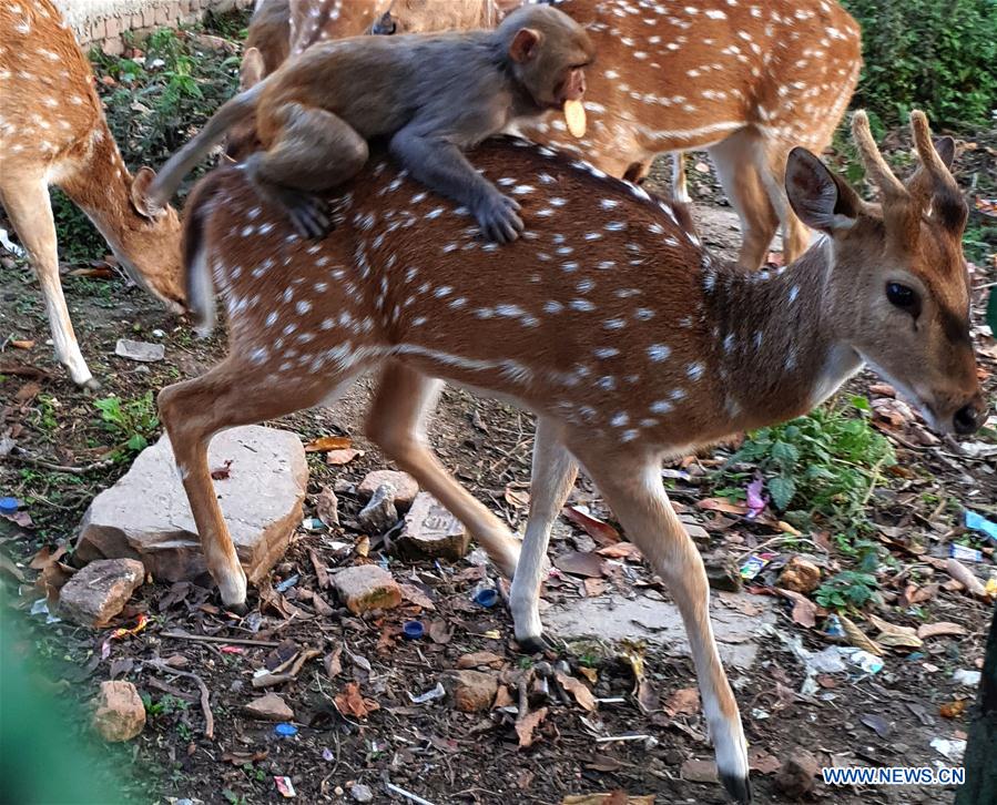 NEPAL-KATHMANDU-COVID-19-LOCKDOWN-ANIMAL