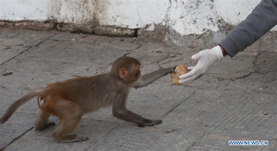 NEPAL-KATHMANDU-COVID-19-LOCKDOWN-ANIMAL