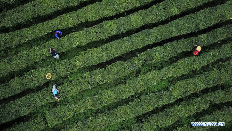 #CHINA-GUIZHOU-TEA-HARVEST (CN)