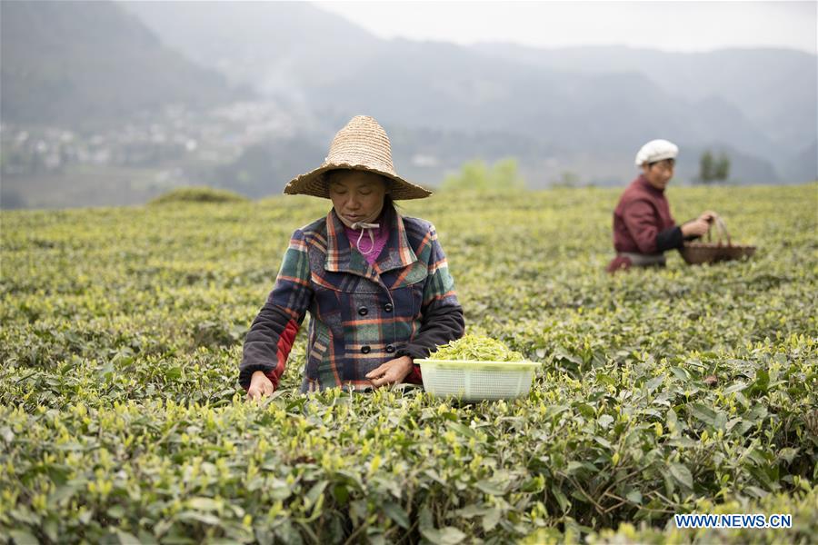 #CHINA-GUIZHOU-TEA-HARVEST (CN)