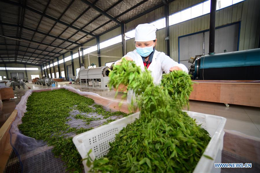 CHINA-GUIZHOU-TEA MAKING (CN)
