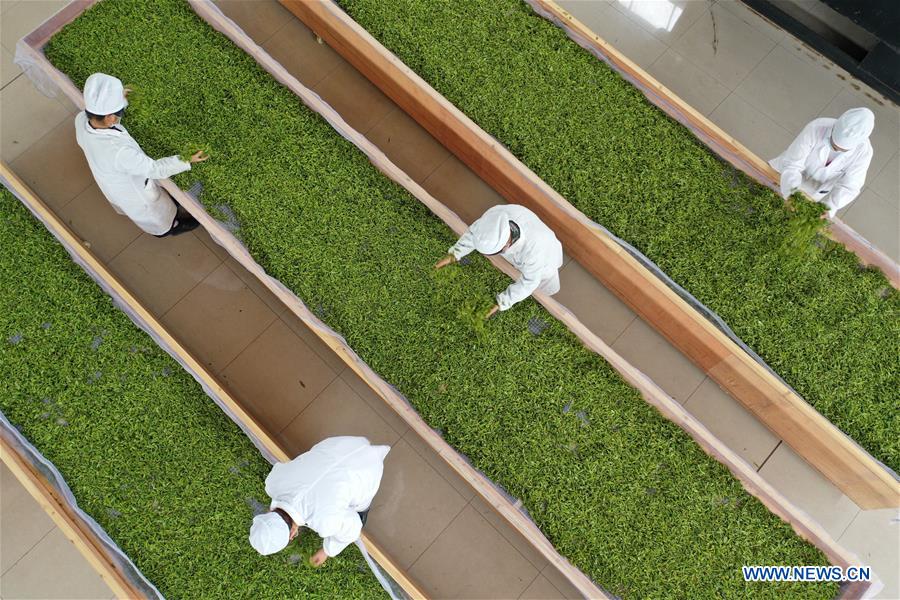 CHINA-GUIZHOU-TEA MAKING (CN)