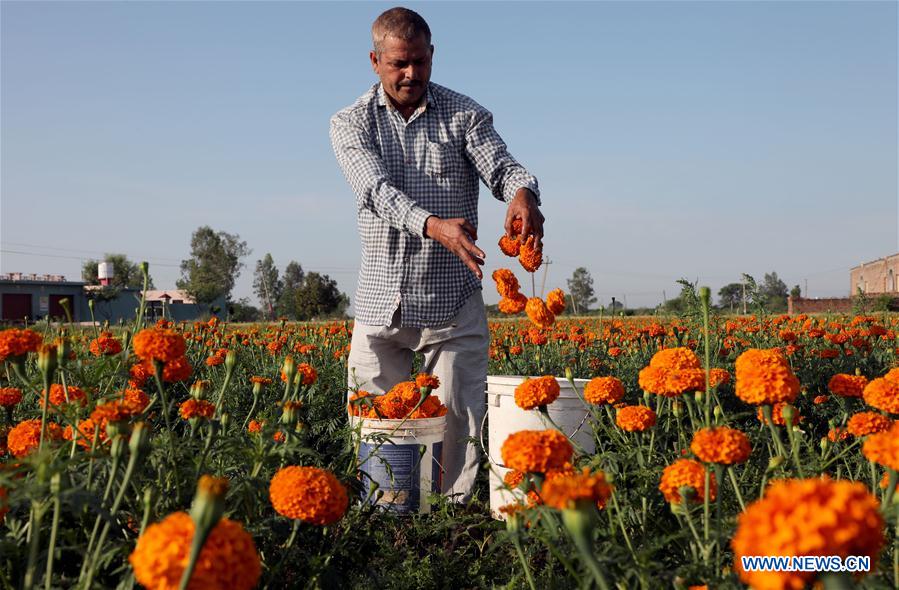 KASHMIR-JAMMU-COVID-19-FLOWERS