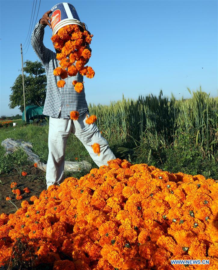 KASHMIR-JAMMU-COVID-19-FLOWERS