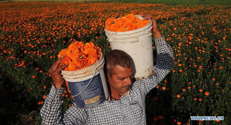 KASHMIR-JAMMU-COVID-19-FLOWERS