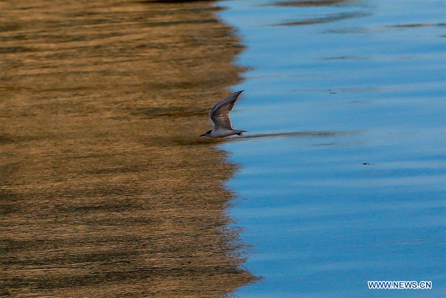 THE PHILIPPINES-MANILA-PASAY CITY-SUNSET