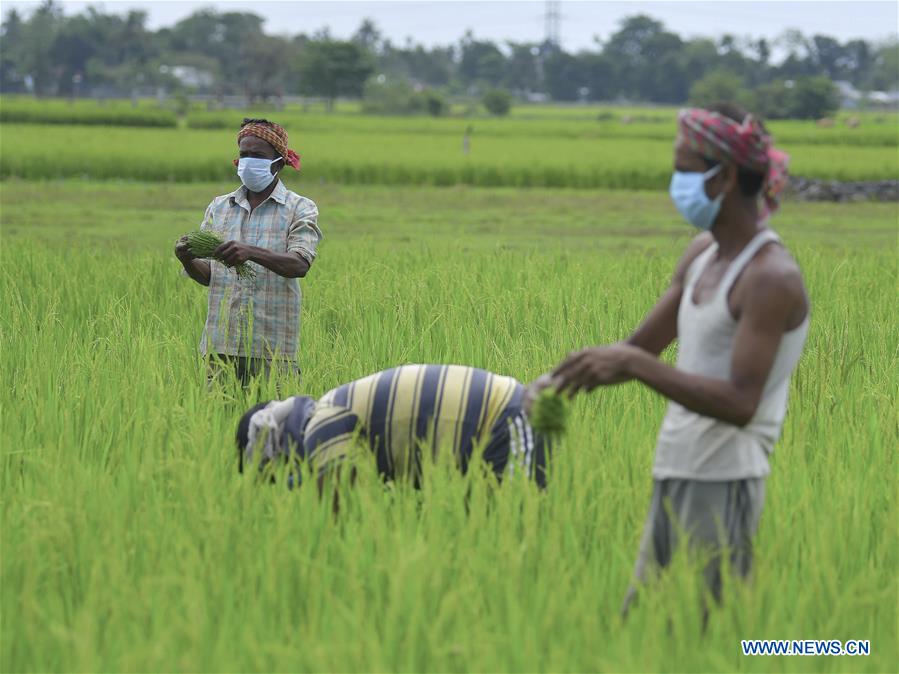 INDIA-TRIPURA-COVID-19-LOCKDOWN-FARMING