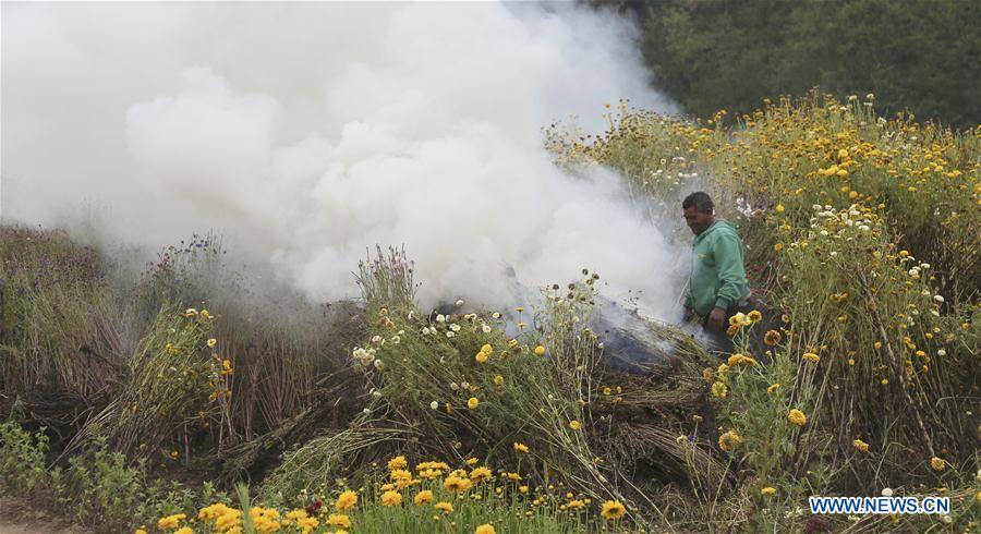 NEPAL-KATHMANDU-COVID-19-LOCKDOWN-FLOWER FARM
