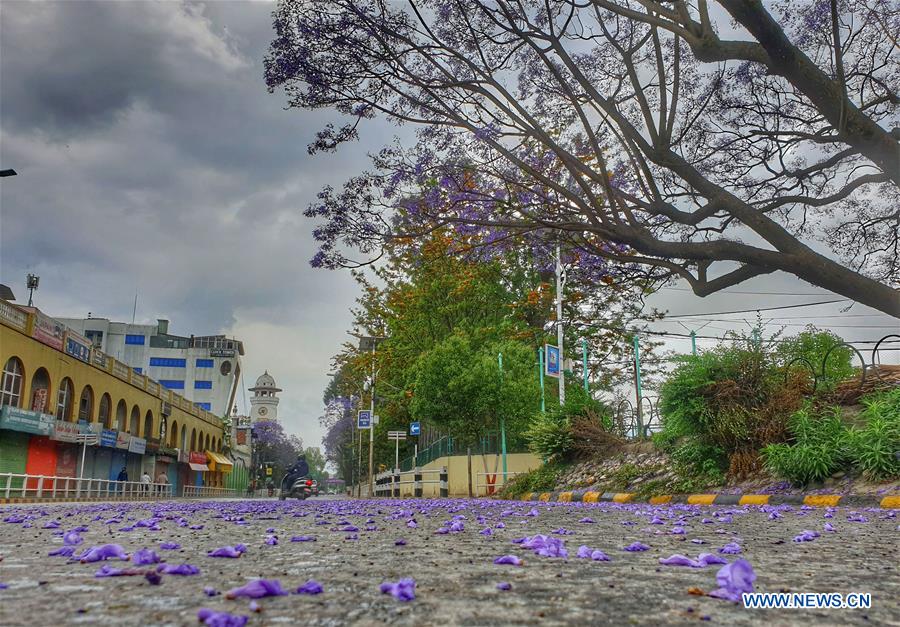 NEPAL-KATHMANDU-JACARANDA BLOSSOMS