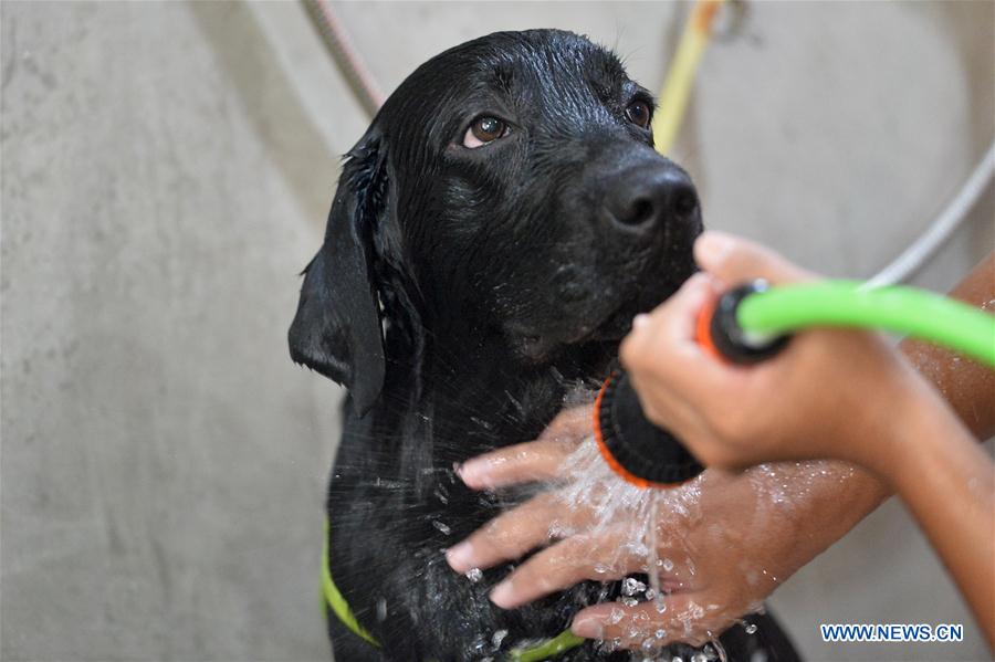 THAILAND-BANGKOK-COVID-19-PET GROOMING SERVICE-REOPEN