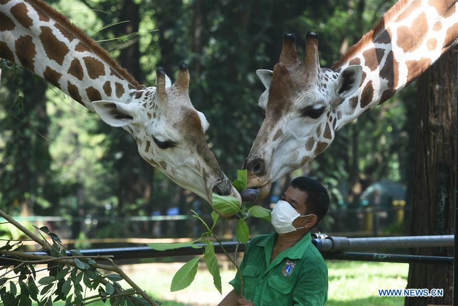 INDONESIA-JAKARTA-COVID-19-ZOO-REOPENING-PREPARATION