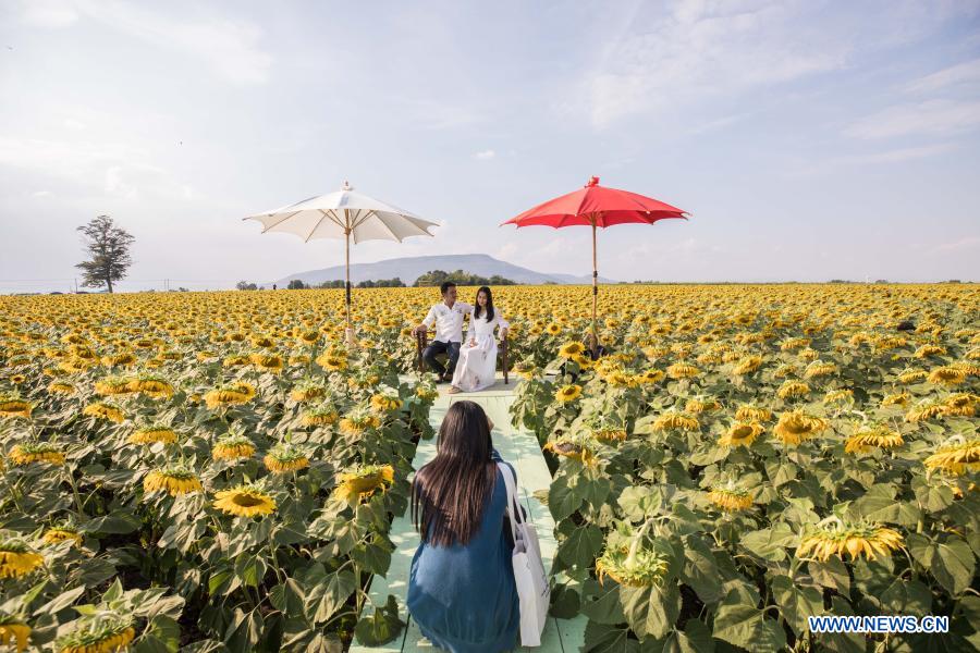 Biggest sunflower fields seen in Lopburi province, Thailand Xinhua English.news.cn