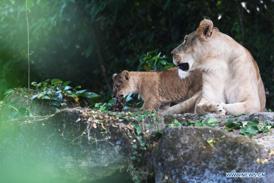 People watch lion cub Simba at Singapore Zoo Xinhua English.news.cn