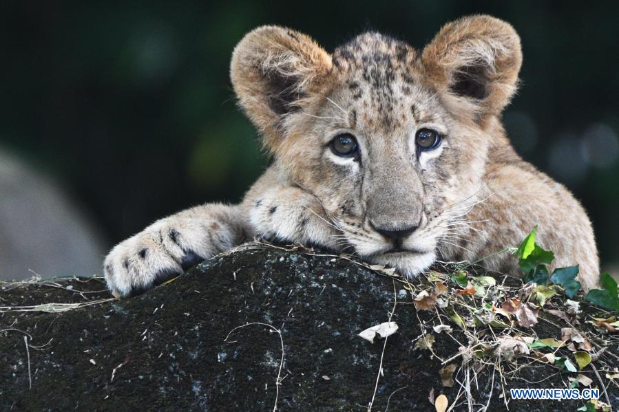 People watch lion cub Simba at Singapore Zoo Xinhua English.news.cn