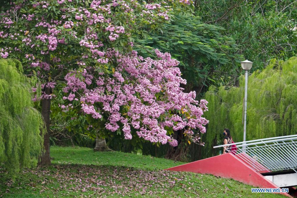 Flowers of trumpet trees blossom in Singapore Xinhua English.news.cn