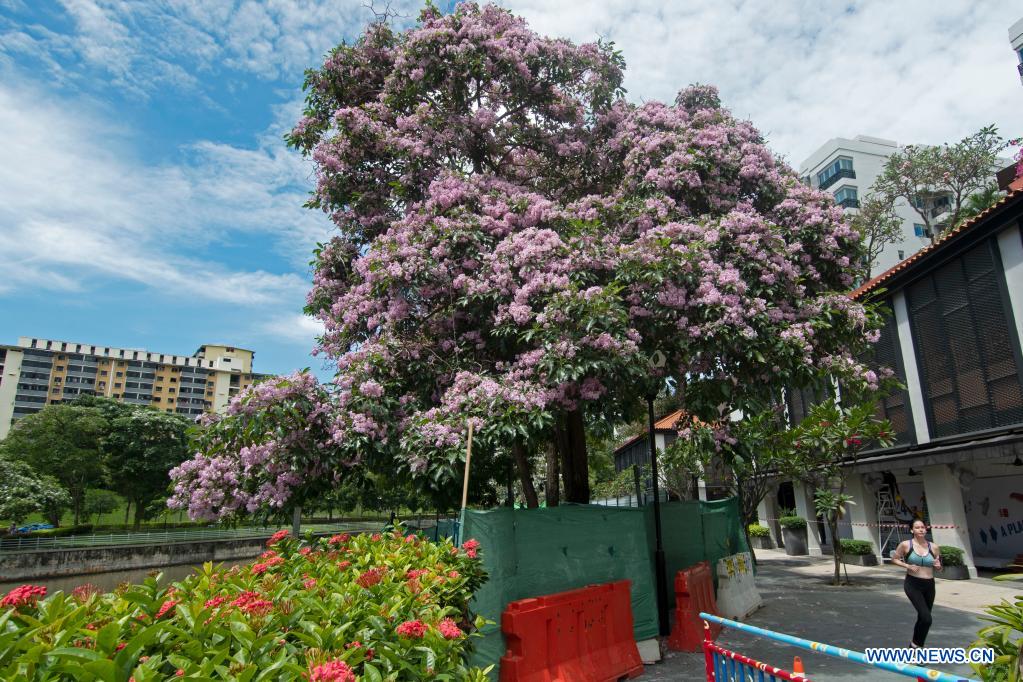 Flowers of trumpet trees blossom in Singapore Xinhua English.news.cn