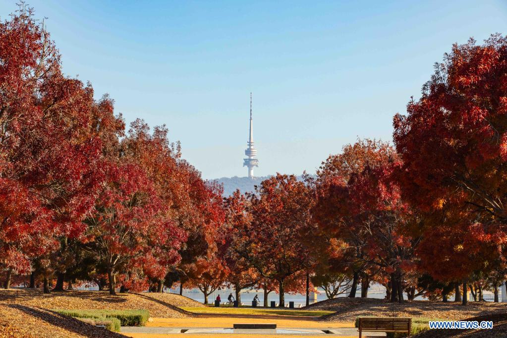 Autumn scenery of National Arboretum in Canberra, Australia Xinhua