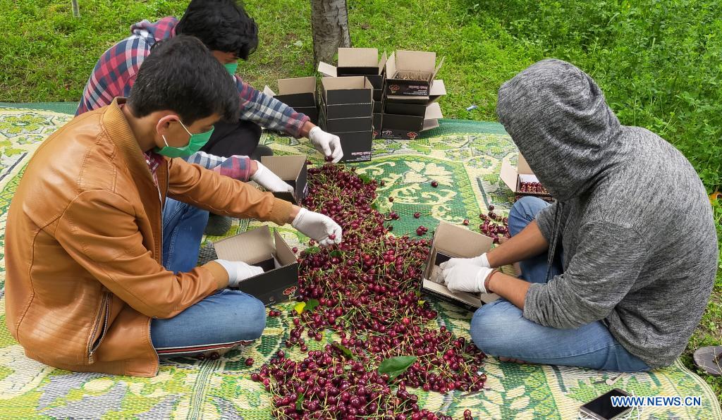 Feature Pakistani farmers eye sweet cherries' access to Chinese market Xinhua English.news.cn