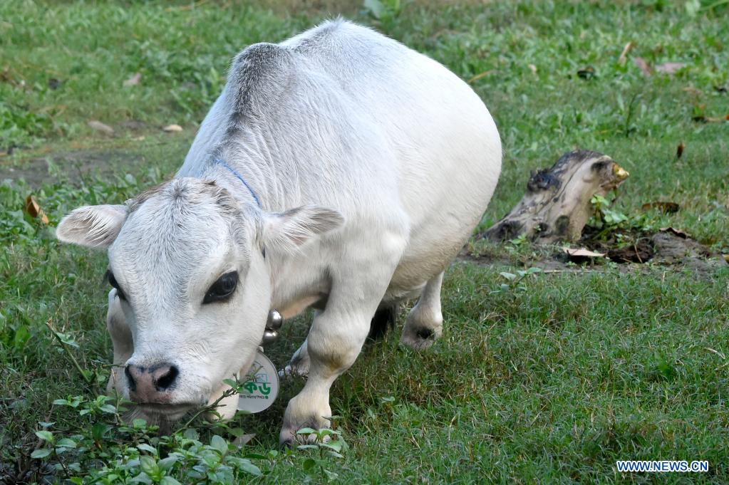 Feature "World's smallest" dwarf cow draws crowds in Bangladesh