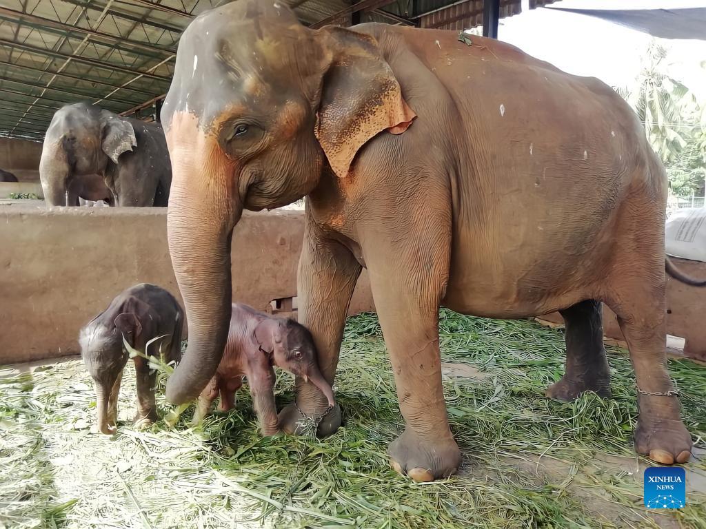 Twin baby elephants born in Sri Lankan elephant orphanage Xinhua