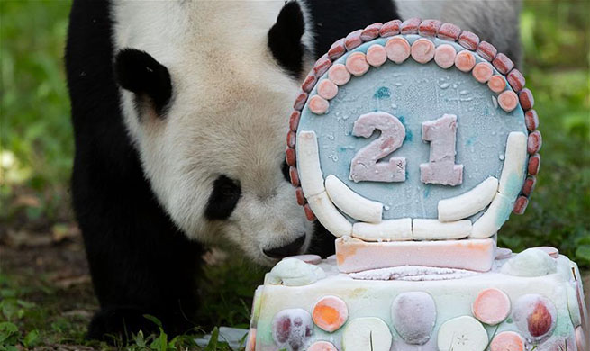 Giant panda Tian Tian celebrates 21st birthday in U.S.
