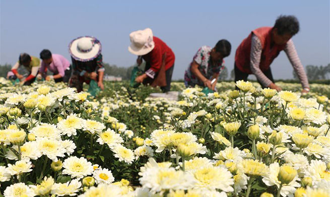 Chrysanthemum flowers harvested across China