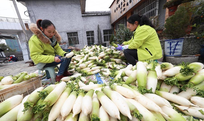 White radish planting helps villagers increase incomes in China's Guizhou
