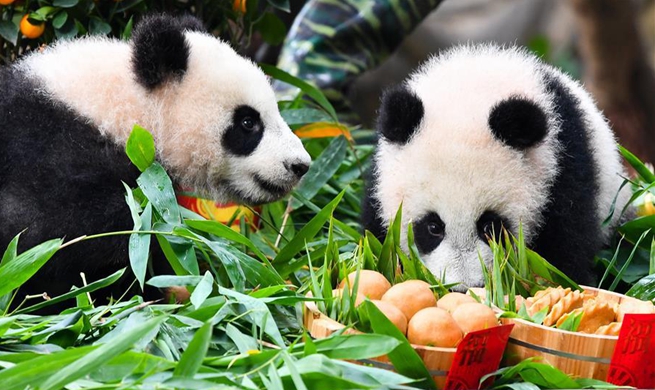 Giant panda cubs enjoy special New Year treat ahead of Spring Festival in Guangdong
