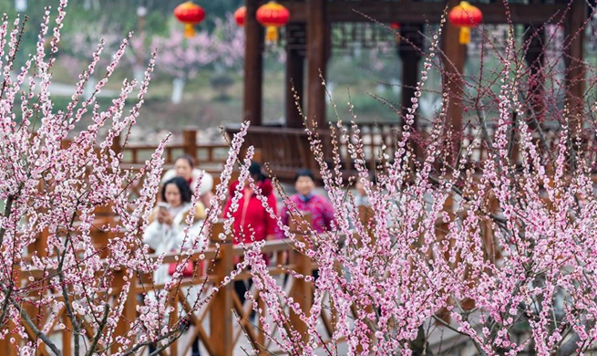 Flowers blossom during Spring Festival holiday across China