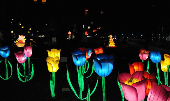 Lantern festival lights up New Zealand's second largest city