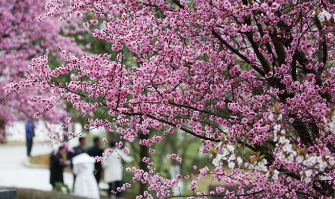 People enjoy flowers in early spring across China