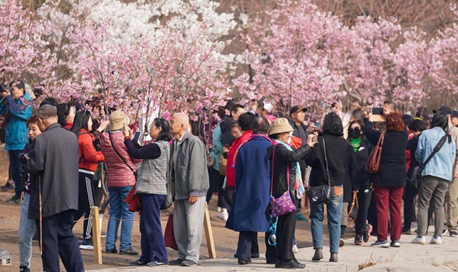 31st cherry blossom cultural event kicks off in Yuyuantan Park in Beijing